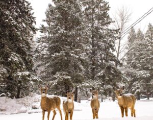 Cross-Country Skiing in Manitoba