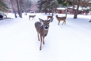 Photo of a Family of Deer. Date Ideas Have Never Been Easier!